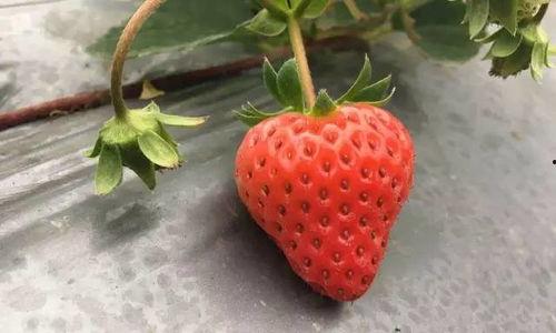 草莓国产在线,品味本土鲜甜，共筑绿色食尚